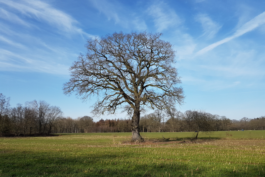 Solitaire eik, Wierden