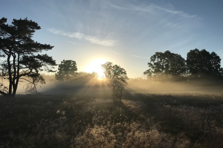 Vassergrafveld