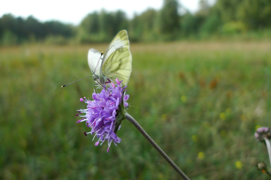 Blauwe knoop, Jacob van der Weele