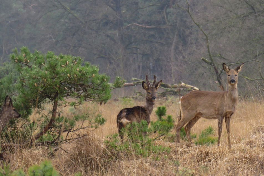 reeen in het Boetelerveld, Mark Zekhuis