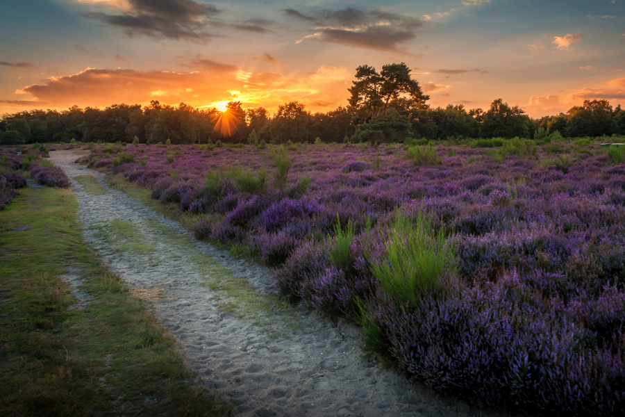 Campagnefoto Niet zonder natuur 