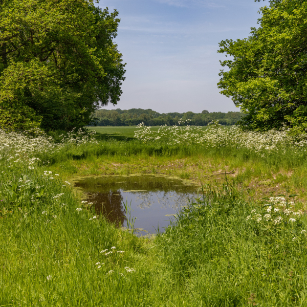 Poel Steenwijkerland Gonny Sleurink
