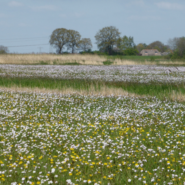 pinkster- en paardenbloemen, Chantal Wachtmeester