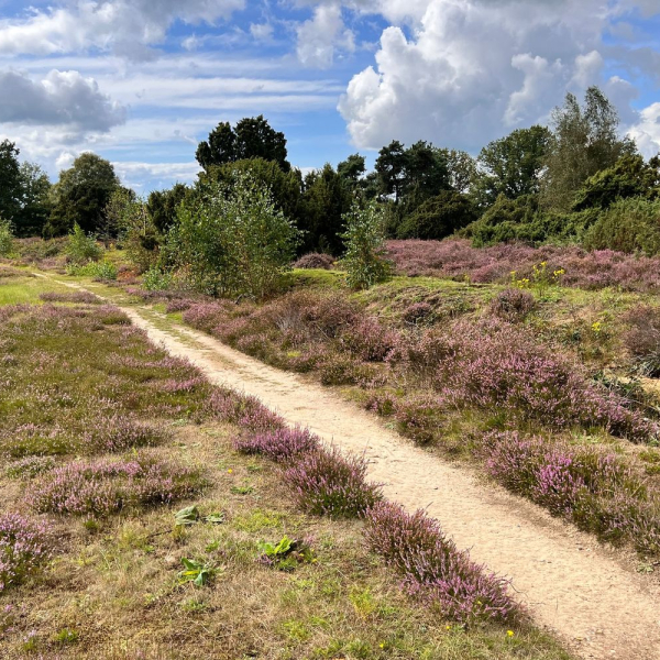 bloeiende heide 