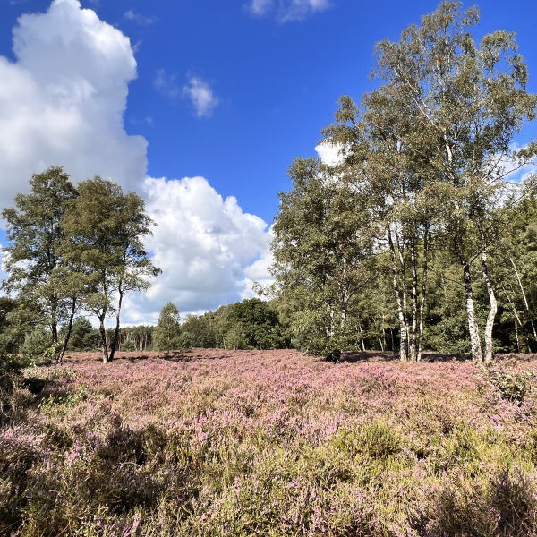 Manderheide-Nico Kloek