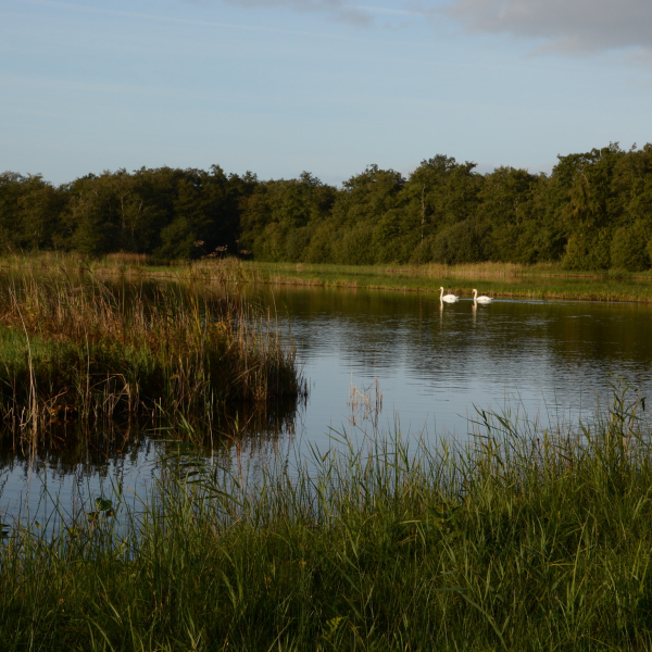 Laagveenlandschap Scheerwolde Nico Kloek