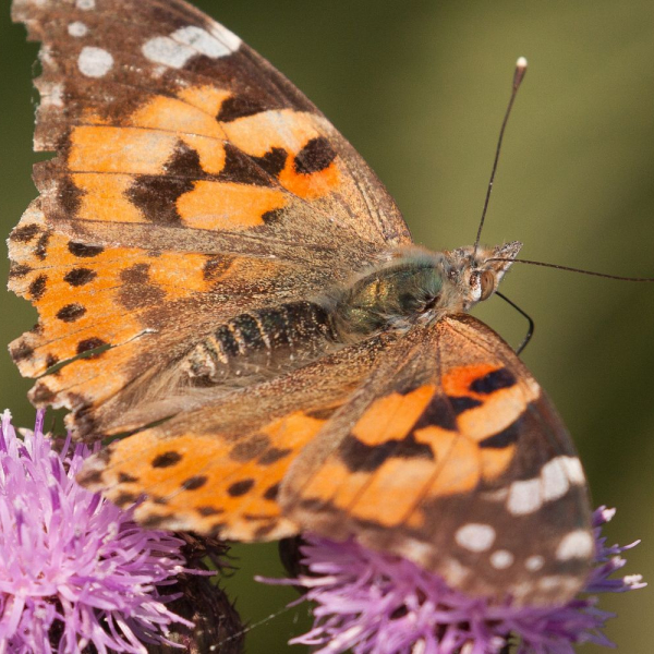 Distelvlinder, Annie Keizer