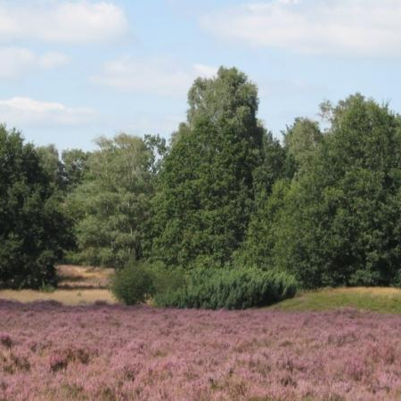 Vasserheide, Vassergrafveld & Haarlergrafveld