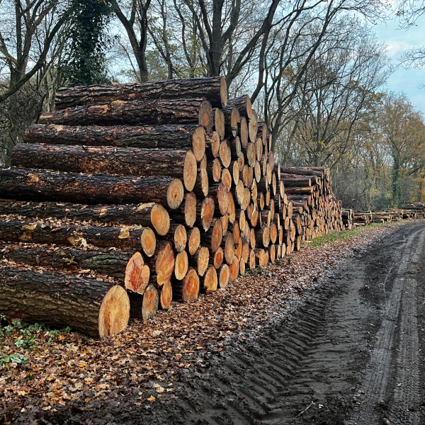 houtstammen lemelerberg
