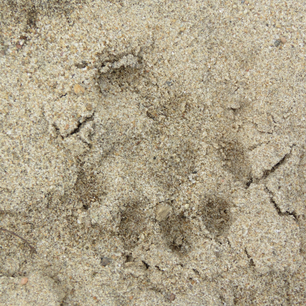 Otterprint