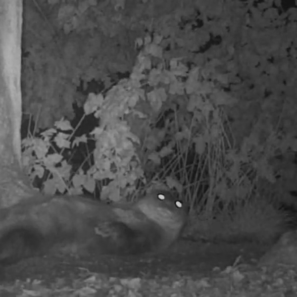 otter 2 schermafbeelding
