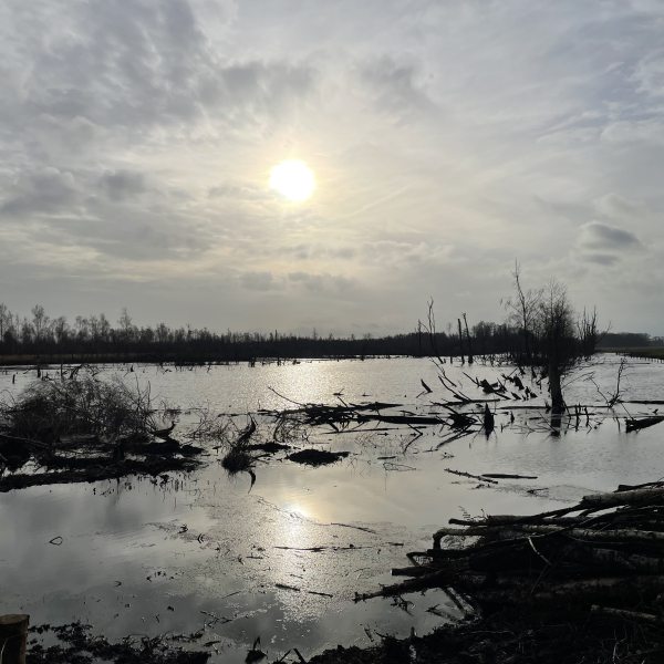 Aamsveen - Hündfelder Moor