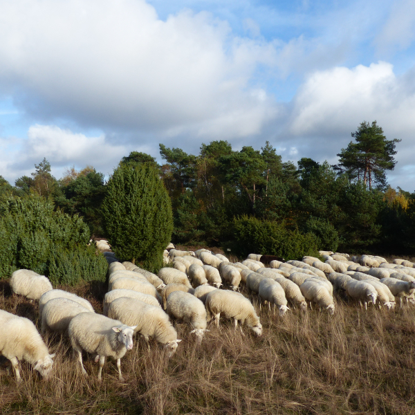 schapen lemelerberg 